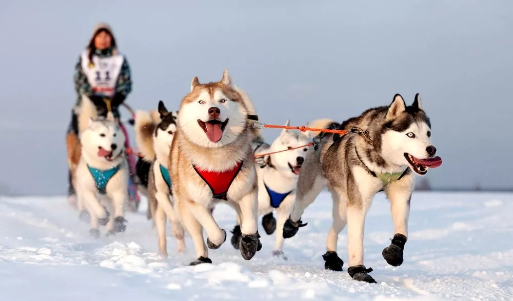 Список неолимпийских зимних видов спорта Ездовой спорт